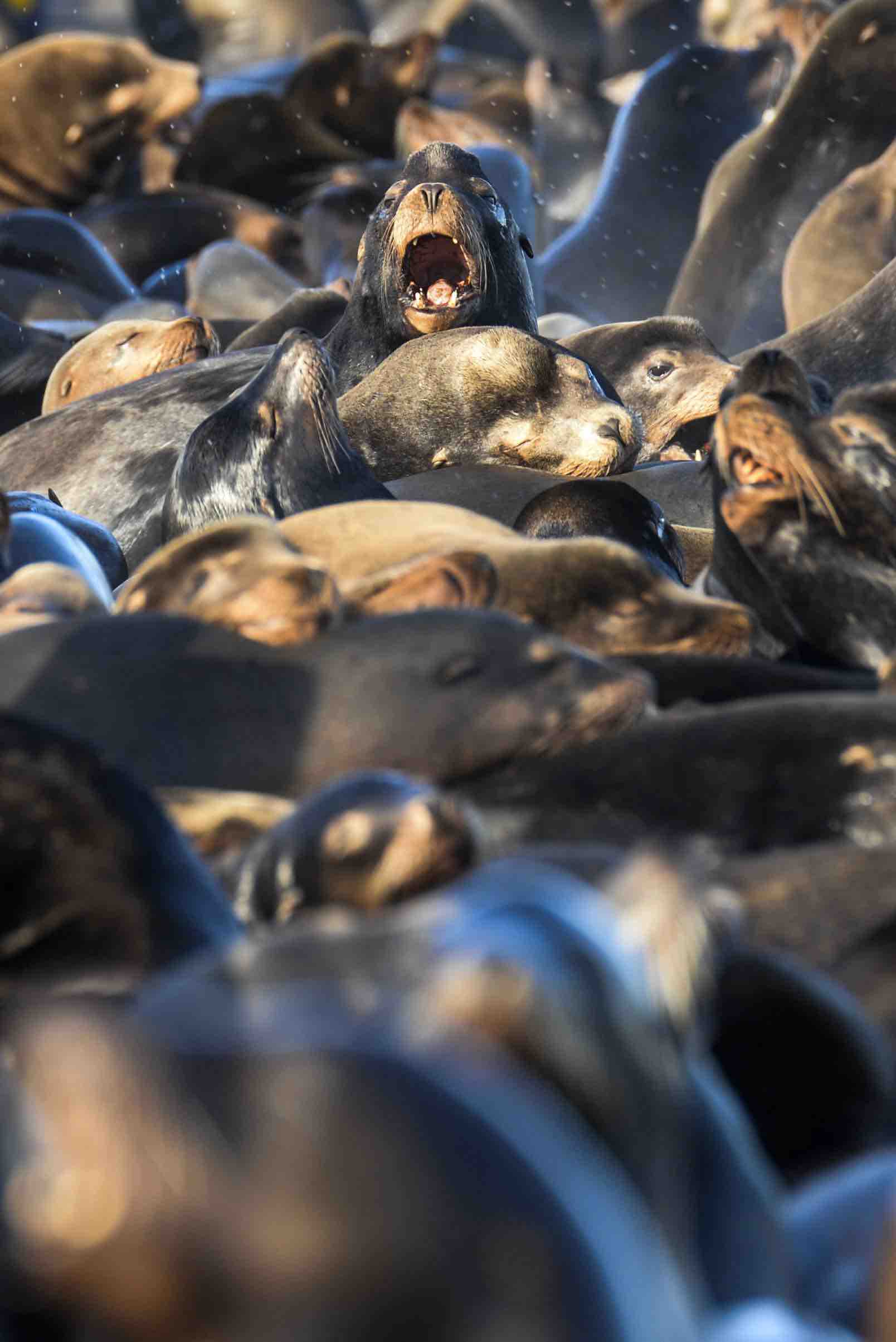 96 States Kill 47 California Sea Lions at Bonneville Dam During April