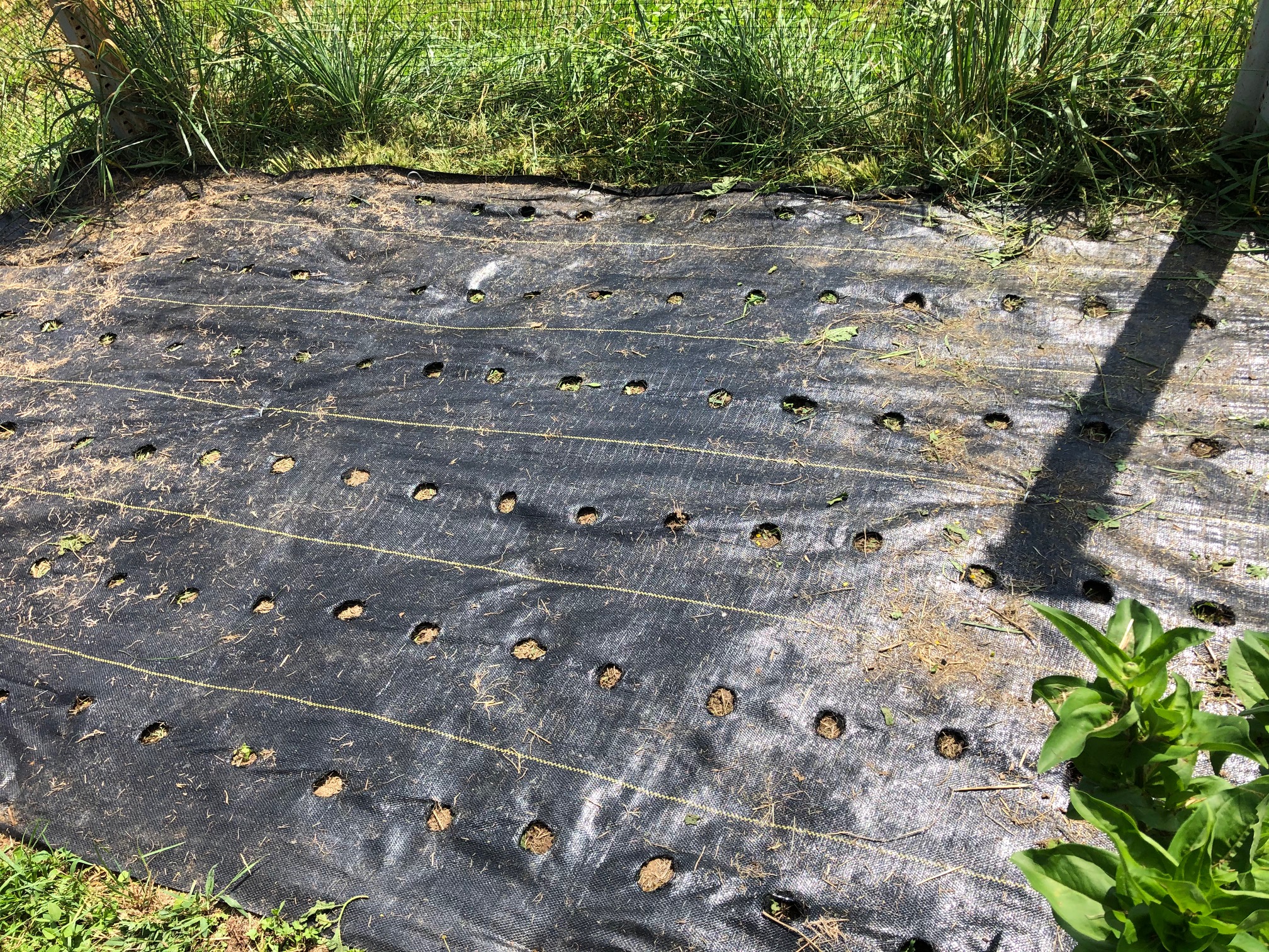 Sunflowers succession planting Blue Gables Farm