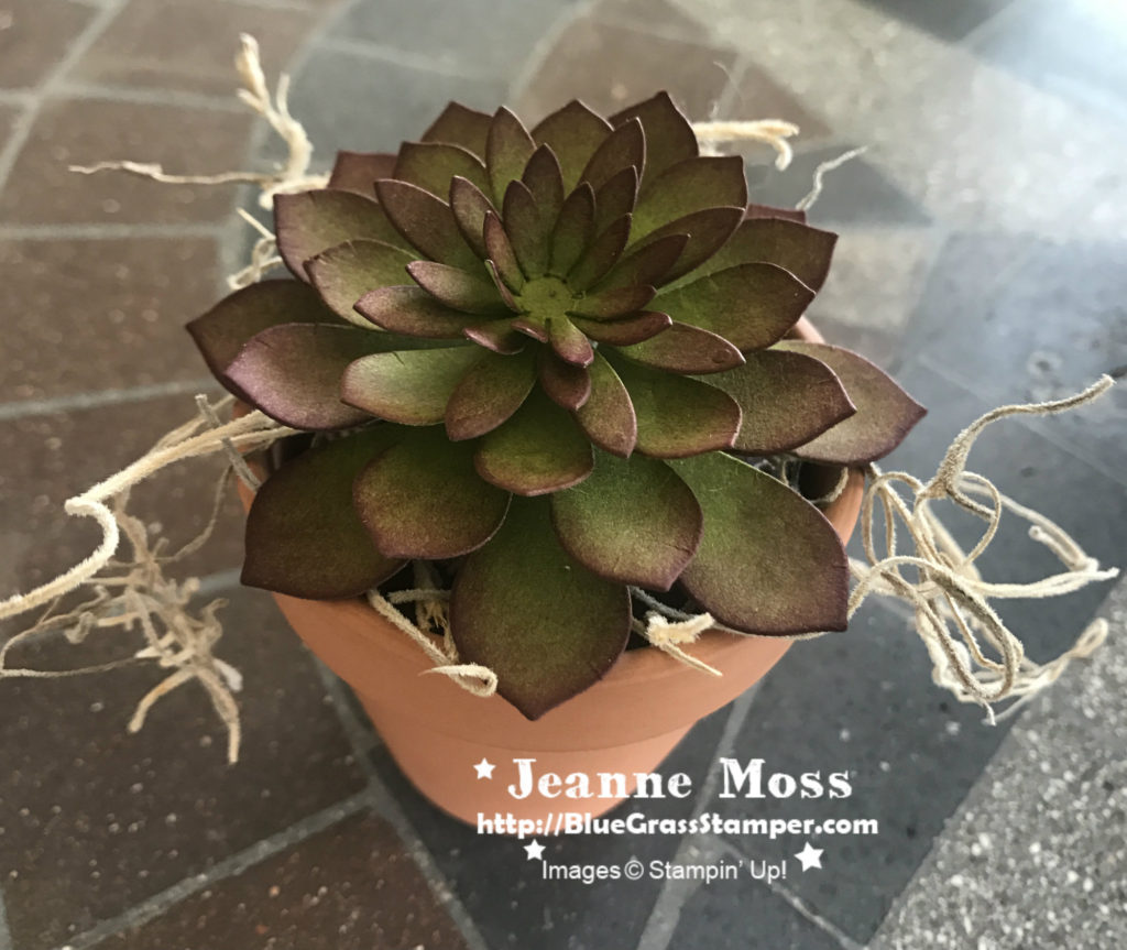 Potted Succulent Bluegrass Stamper
