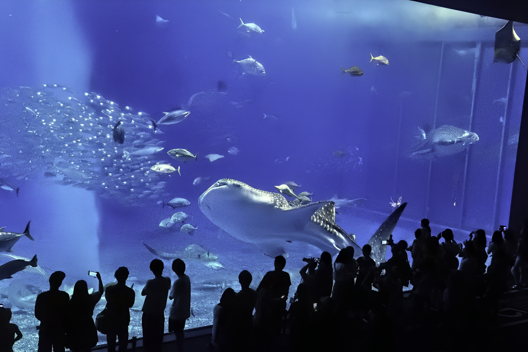 沖縄美ら海水族館 大水槽ジンベイザメ フリー（無料）写真素材 ダウンロード bluegreen