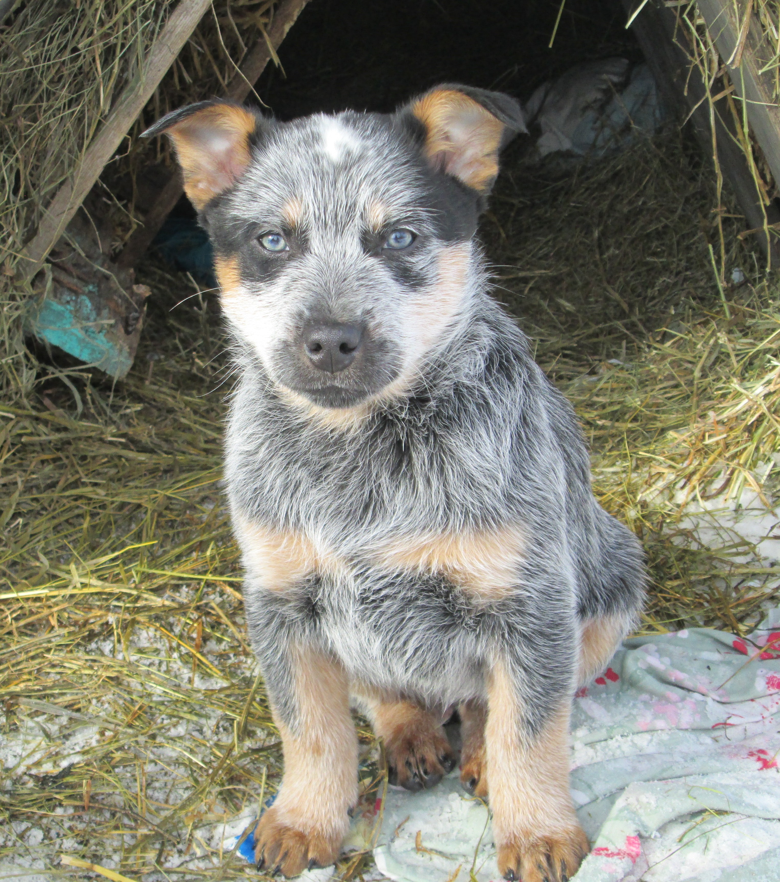 Blue Heeler Puppy Videos
