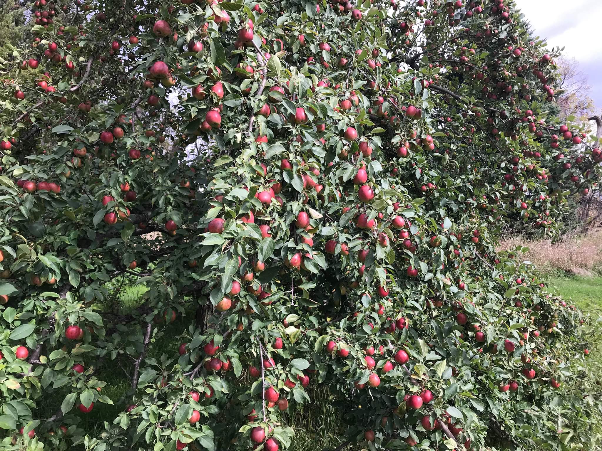 Best Northern Deer Apple Big Dog Crabapple Blue Hill Wildlife Nursery