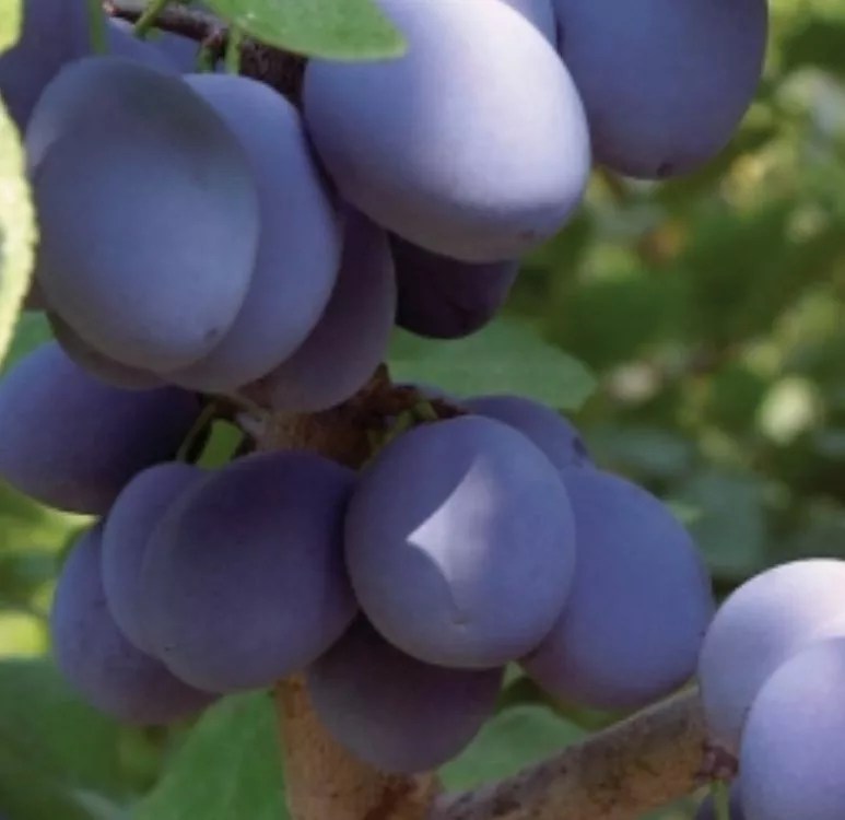 The Best Plum Trees For Deer Blue Hill Wildlife Nursery