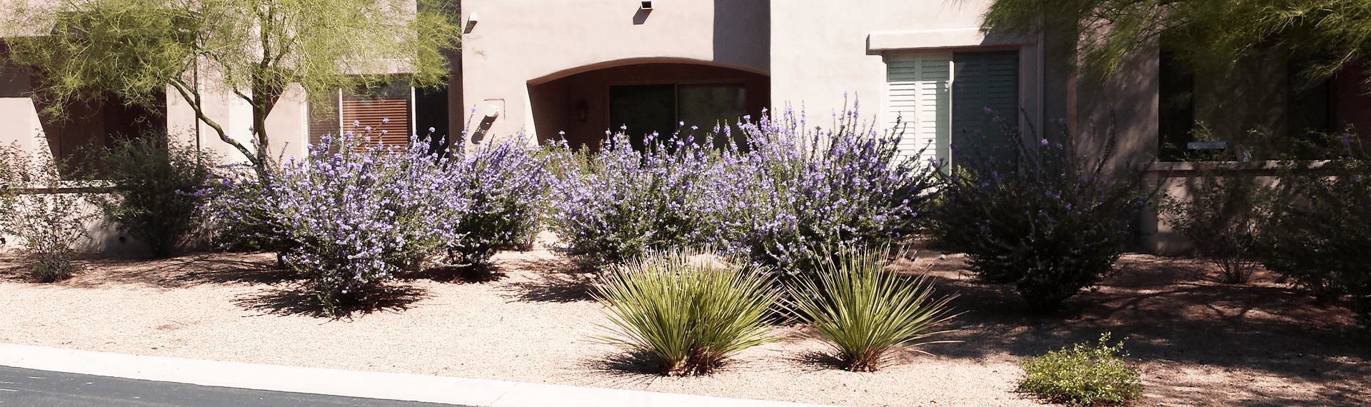 Blue Marble Landscape / Arizona's Best Commerical Landscaping