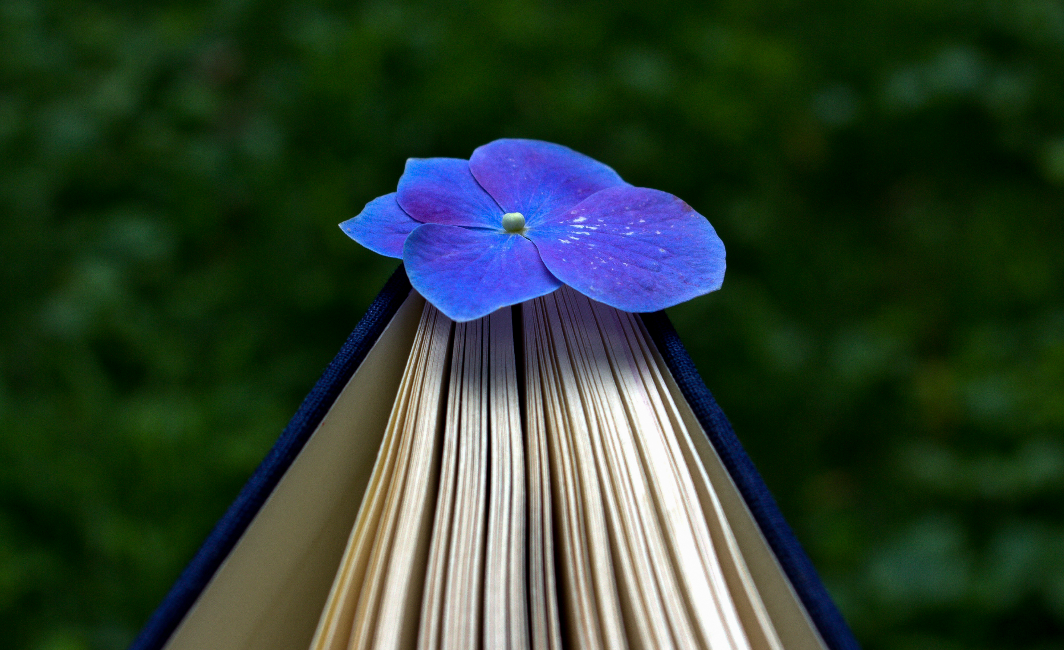 Mrs. Dalloway Blue Marble Review