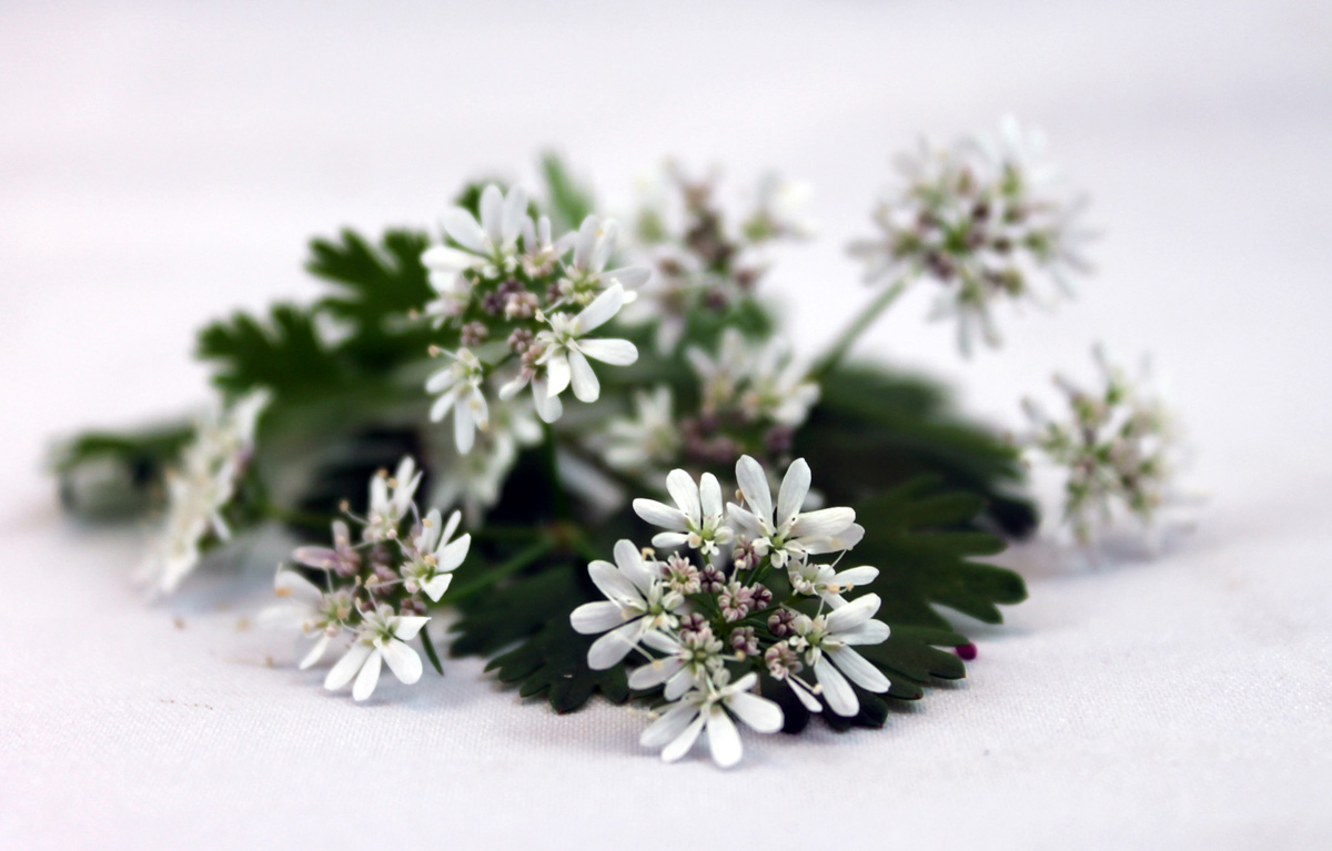 Cilantro Flowers Blue Moon Acres