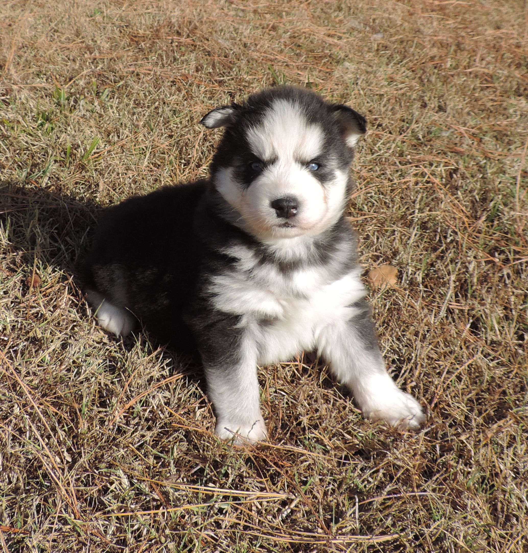 Blue Moon Dog Puppy Sales