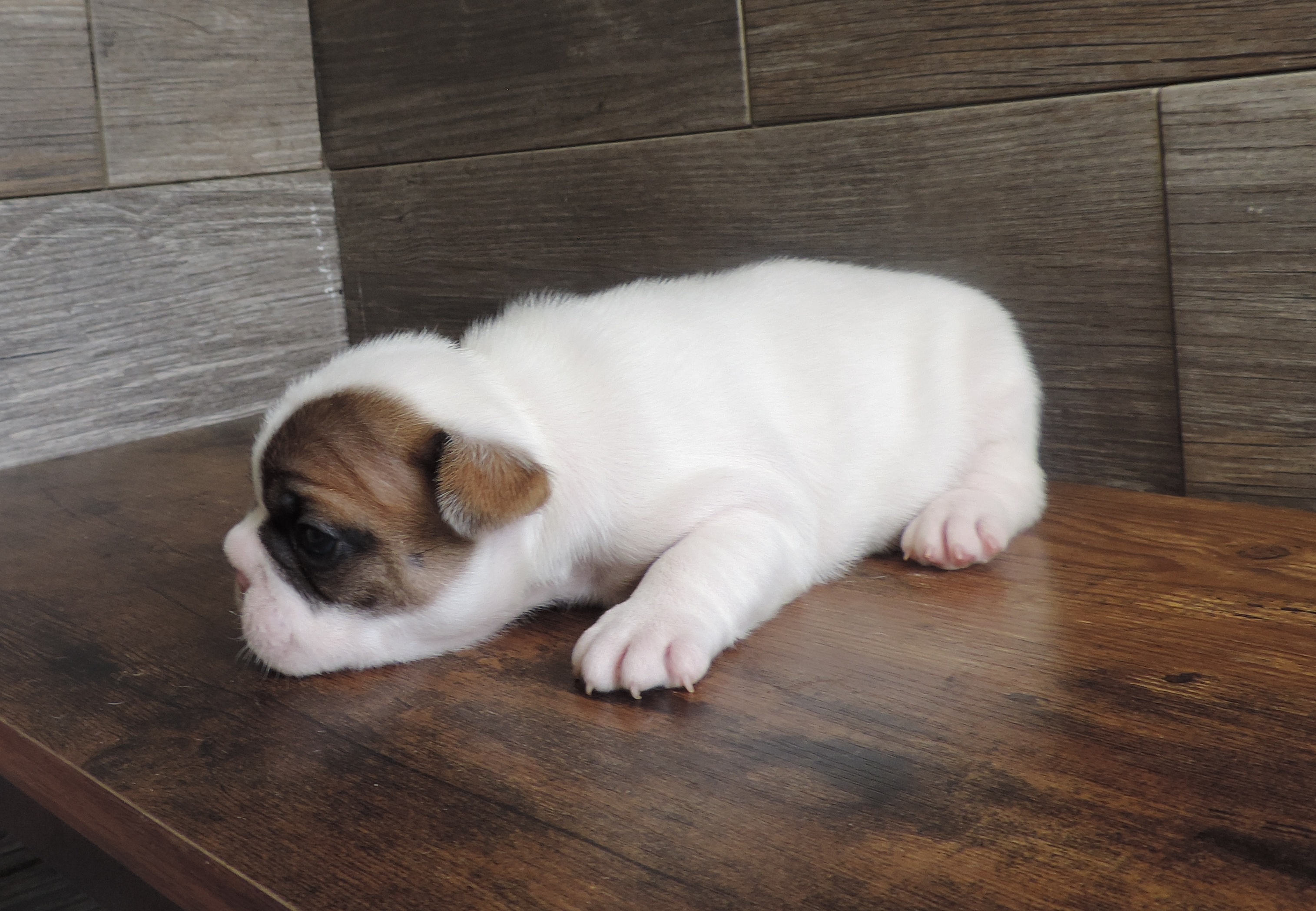 Blue Moon Dog Puppy Sales