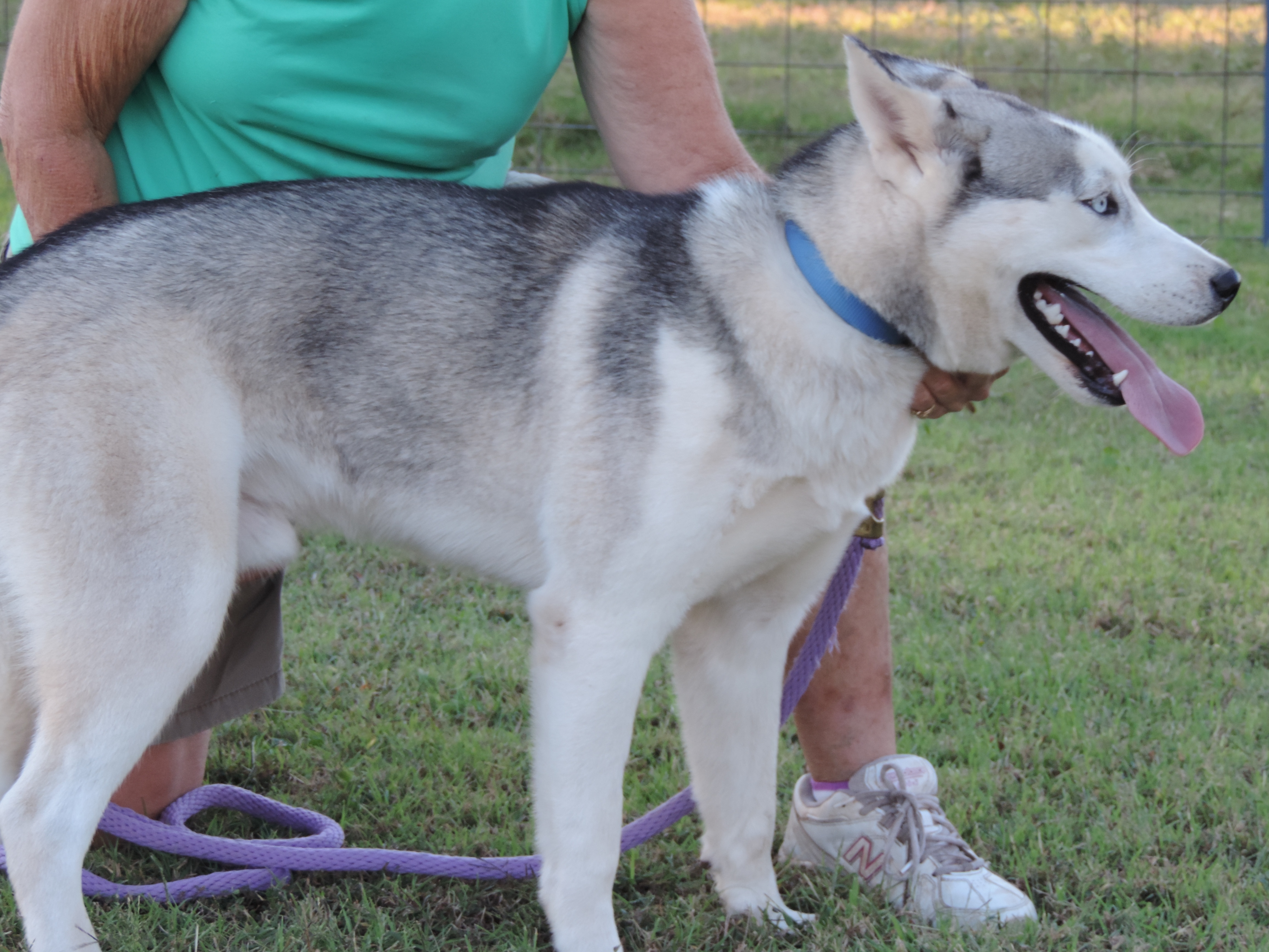 Blue Moon Dog Puppy Sales