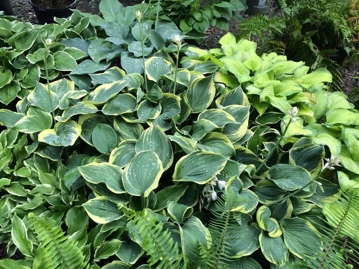 Landscaping Gallery Blue Moon Landscaping