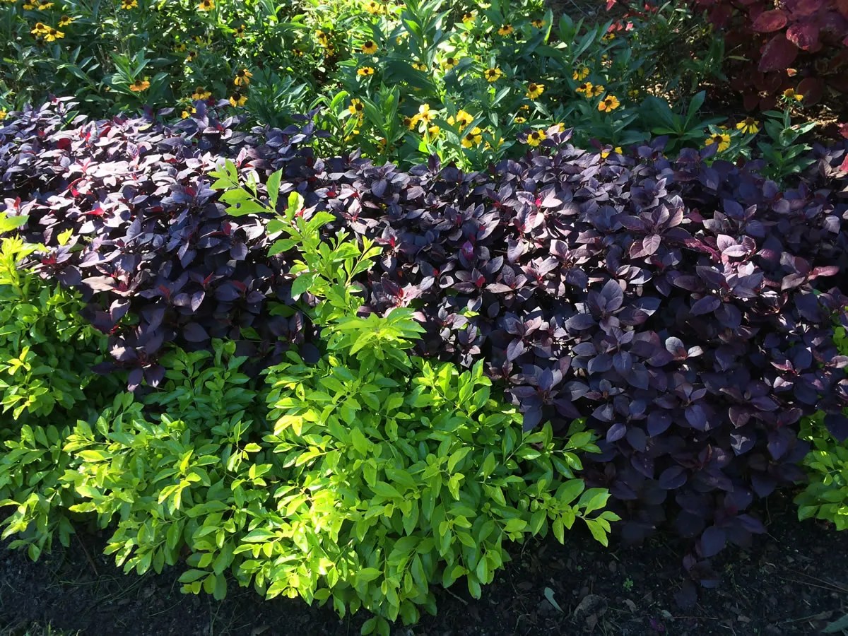 Landscaping Gallery Blue Moon Landscaping