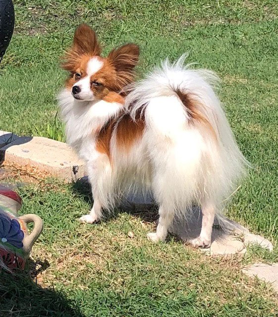 Female Papillons Blue Mountain Acres Papillons