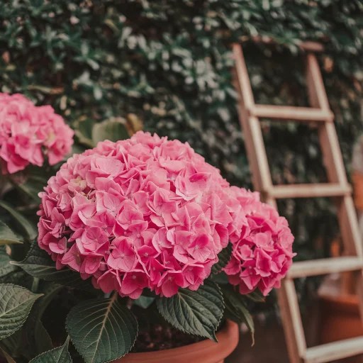 Old and new wood hydrangeas When to prune and winter care tips