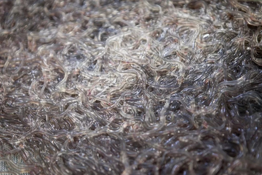 Possible EU temporal eel fishing closure and its potential implications