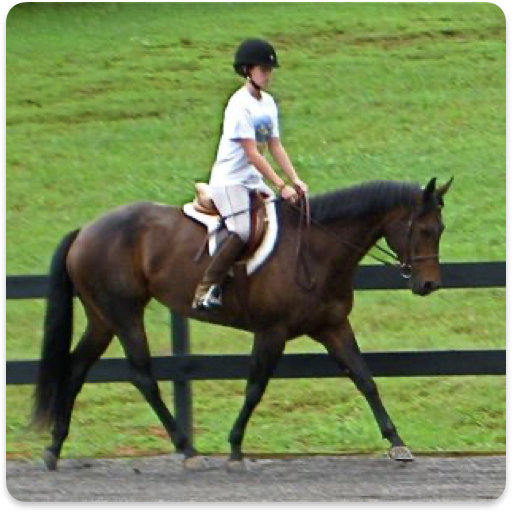 Group Horseback Riding Lessons in Knoxville Blue Point Stables