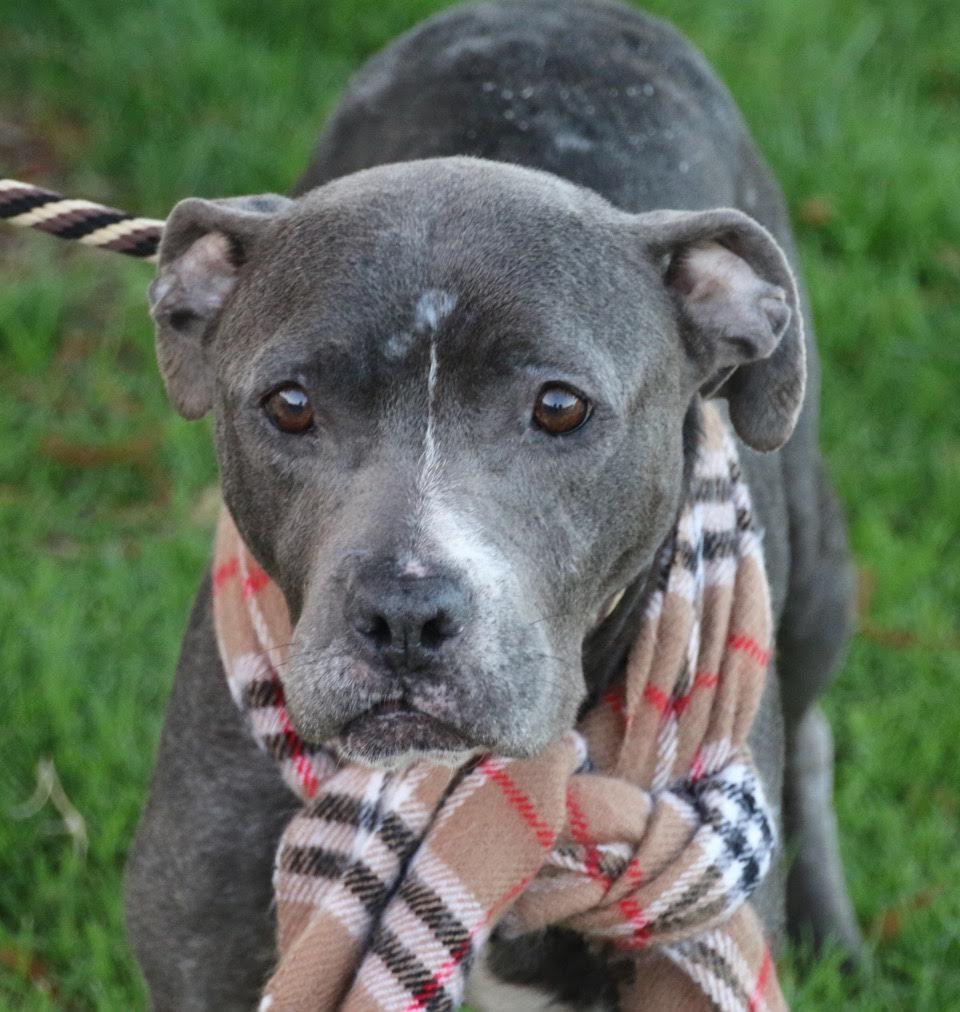 Rockwall Pets offers FREE microchipping Jan 9 Blue Ribbon News