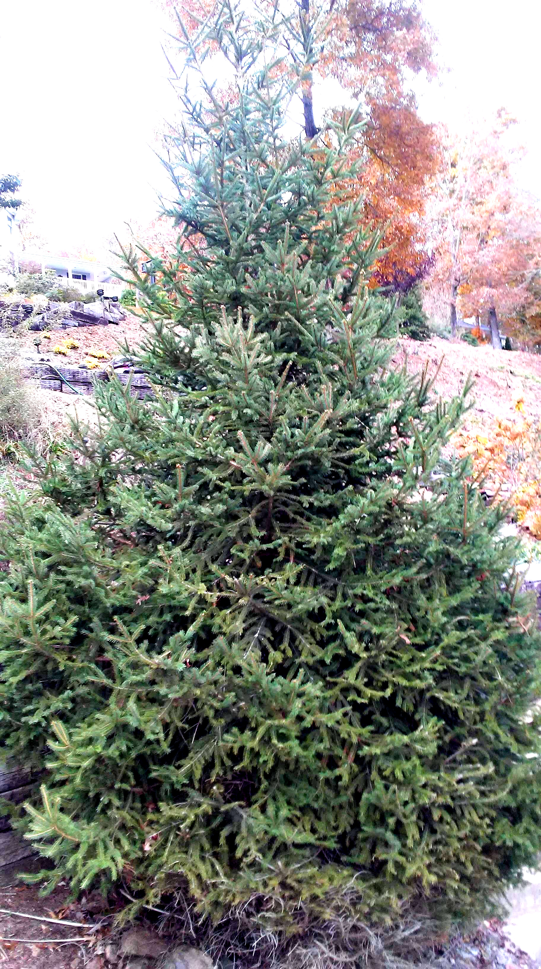 Blue Ridge Aromatics Norwegian Pine Essential Oil Handmade