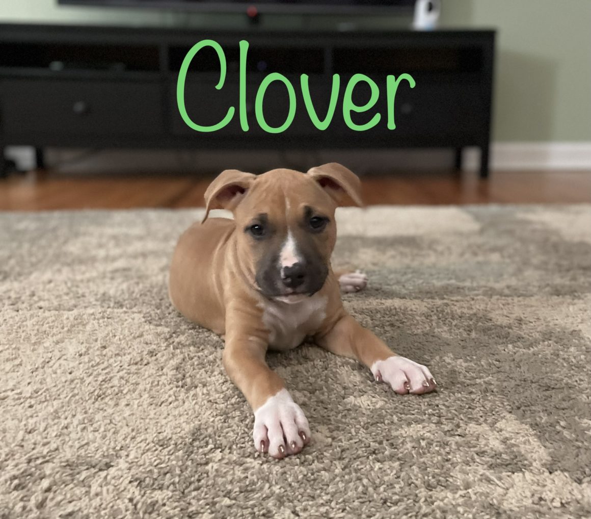 Available Dogs Blue Ridge Boxer Rescue