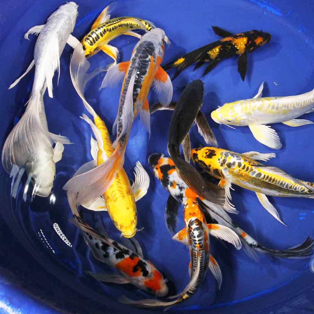 Products for Sale Blue Ridge Koi & Goldfish