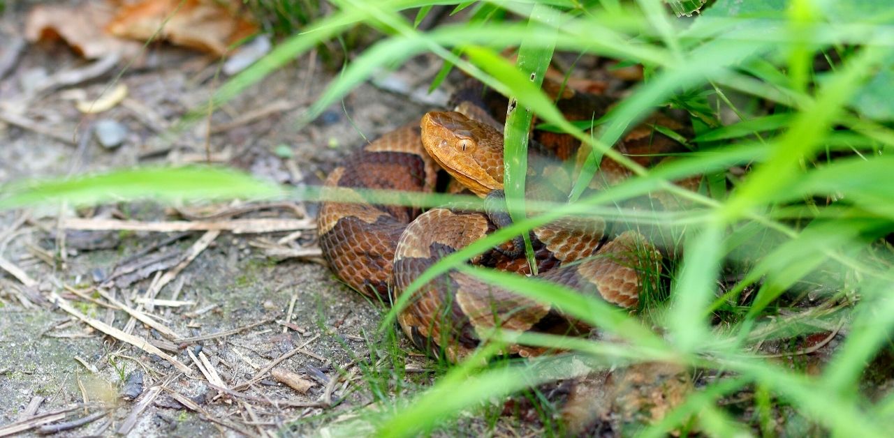 NonVenomous vs Venomous Snakes In (Identification Guide)