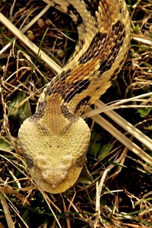 NonVenomous vs Venomous Snakes in Virginia (ID Guide)