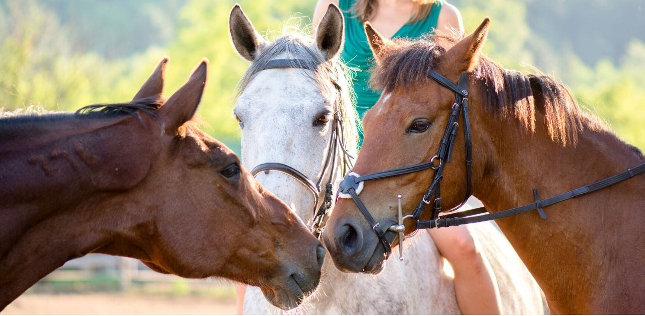 15 Great Places to Go Horseback Riding in
