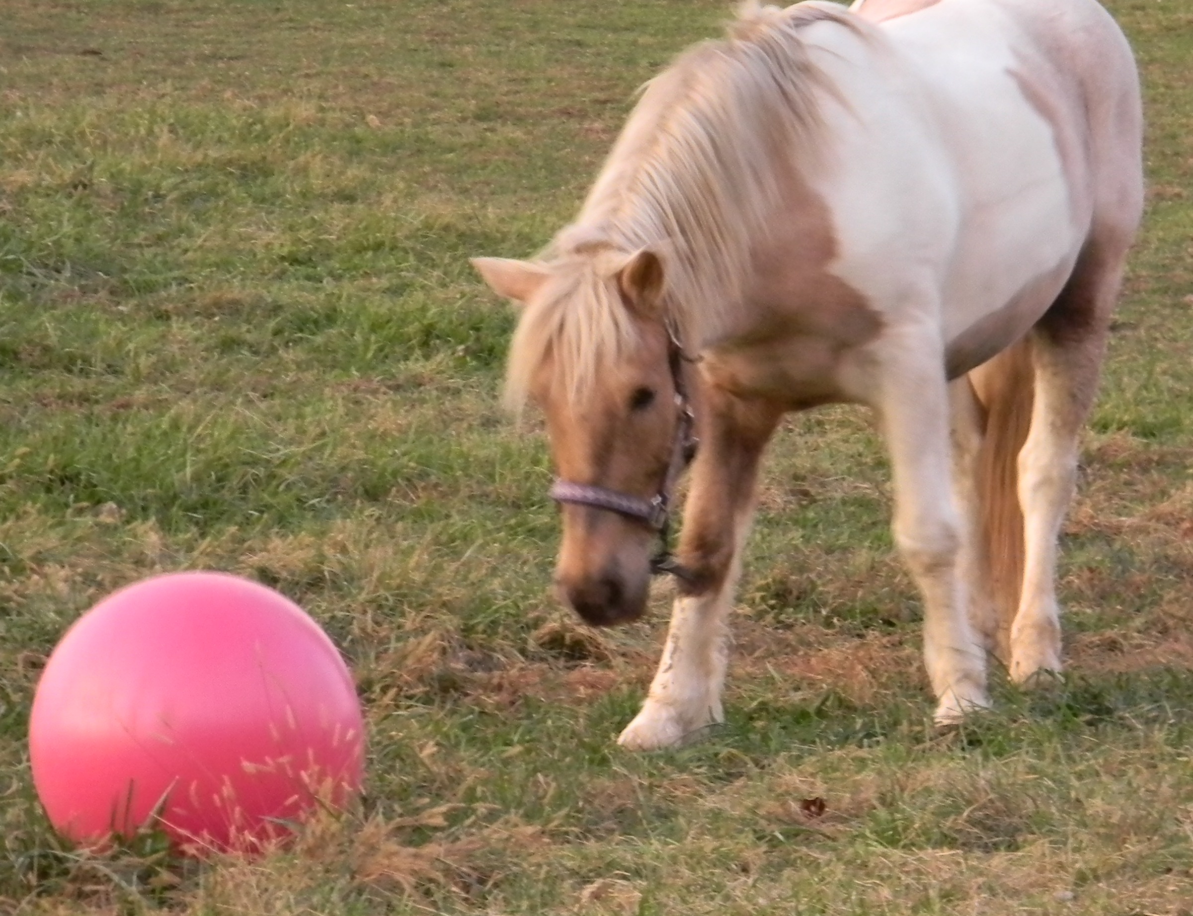 horse ball Blue Ridge Pony