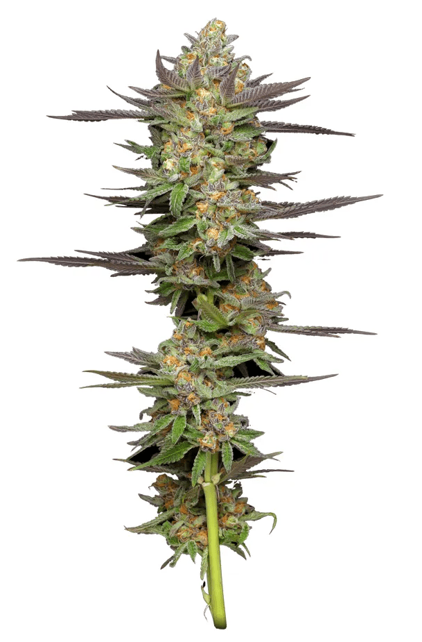 Sour Diesel Autoflower Blue Ridge Seed Cannabis Products