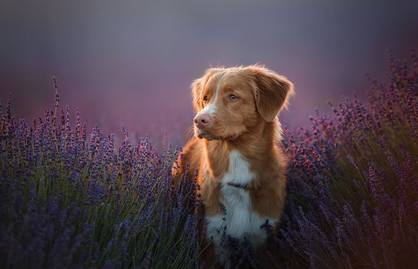 Services Vet in Walnutport Blue Ridge Veterinary Clinic