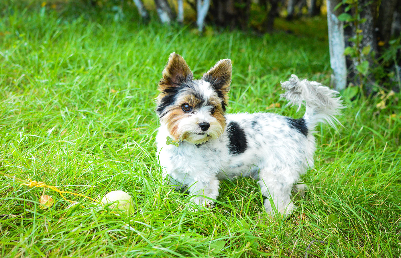 Services Vet in Walnutport Blue Ridge Veterinary Clinic