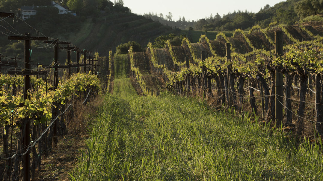 Blog Bluerock Vineyard