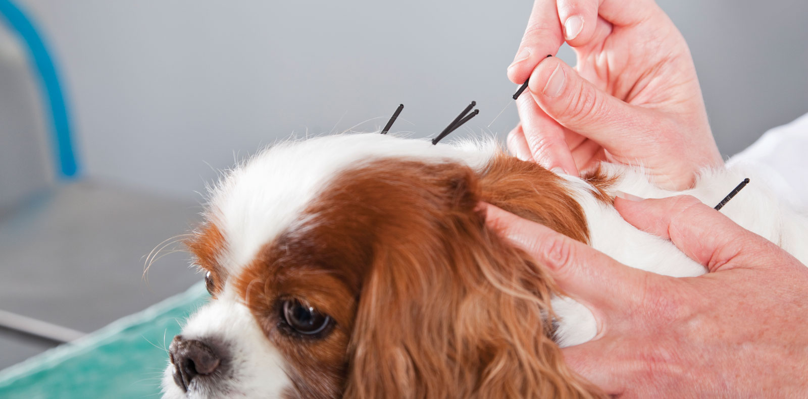 Acupuncture for your pet Blue Run Veterinary Wellness Services