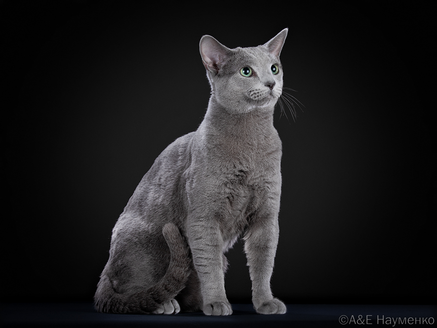 Are Russian Blue Cats Good For Dogs