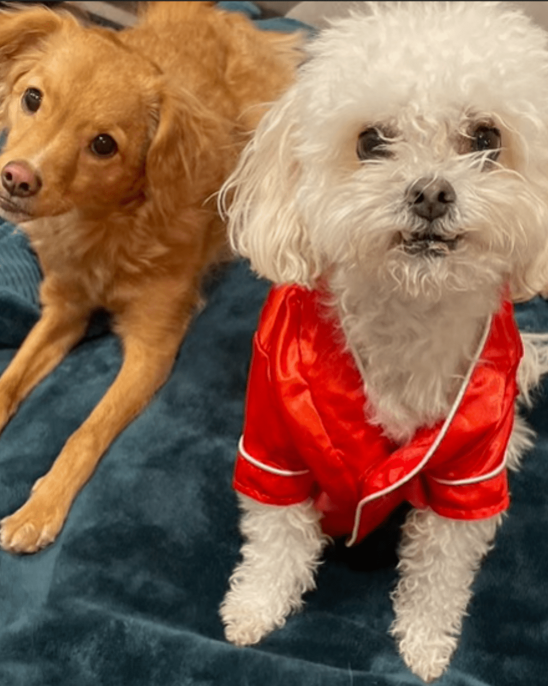 Meet our Blue Signal Pets Blue Signal Search