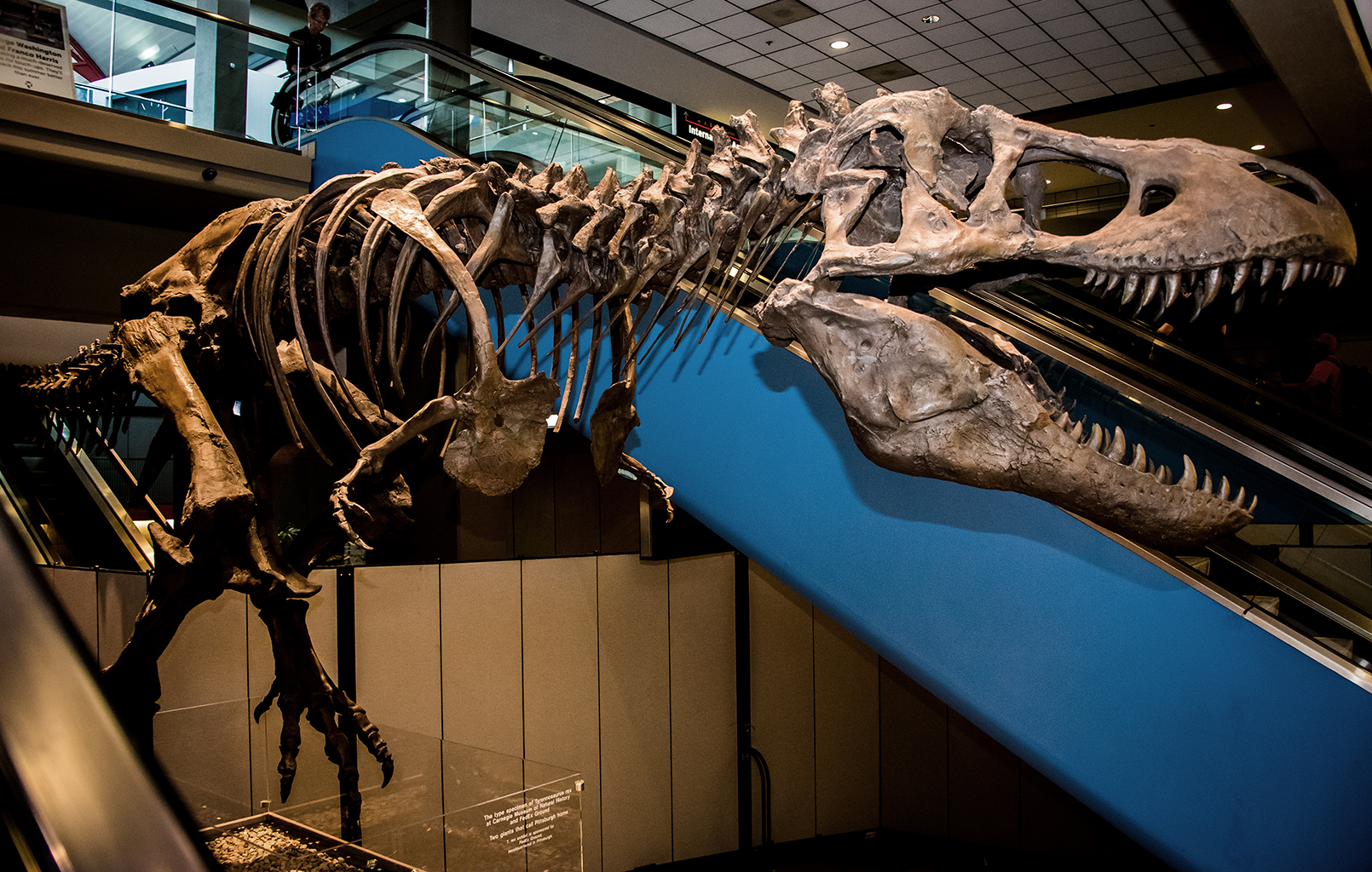 Dinosaurs, Flamingos and Rabbits, Oh, My! Blue Sky PIT News Site