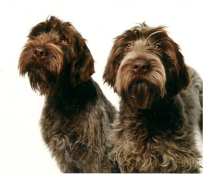 How to Groom a Wirehaired Pointing Griffon Bluestem Kennels