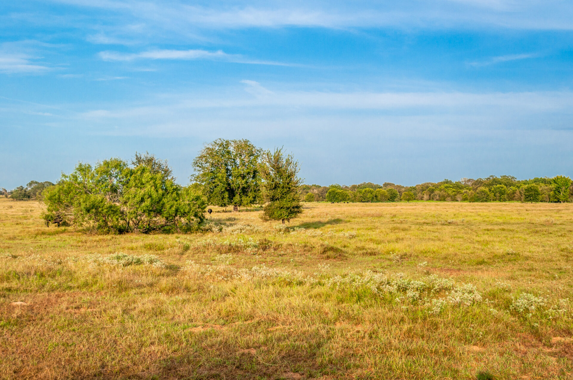 » Sandy Fork Ranch Premier Texas Ranch Real Estate Broker Bluestem