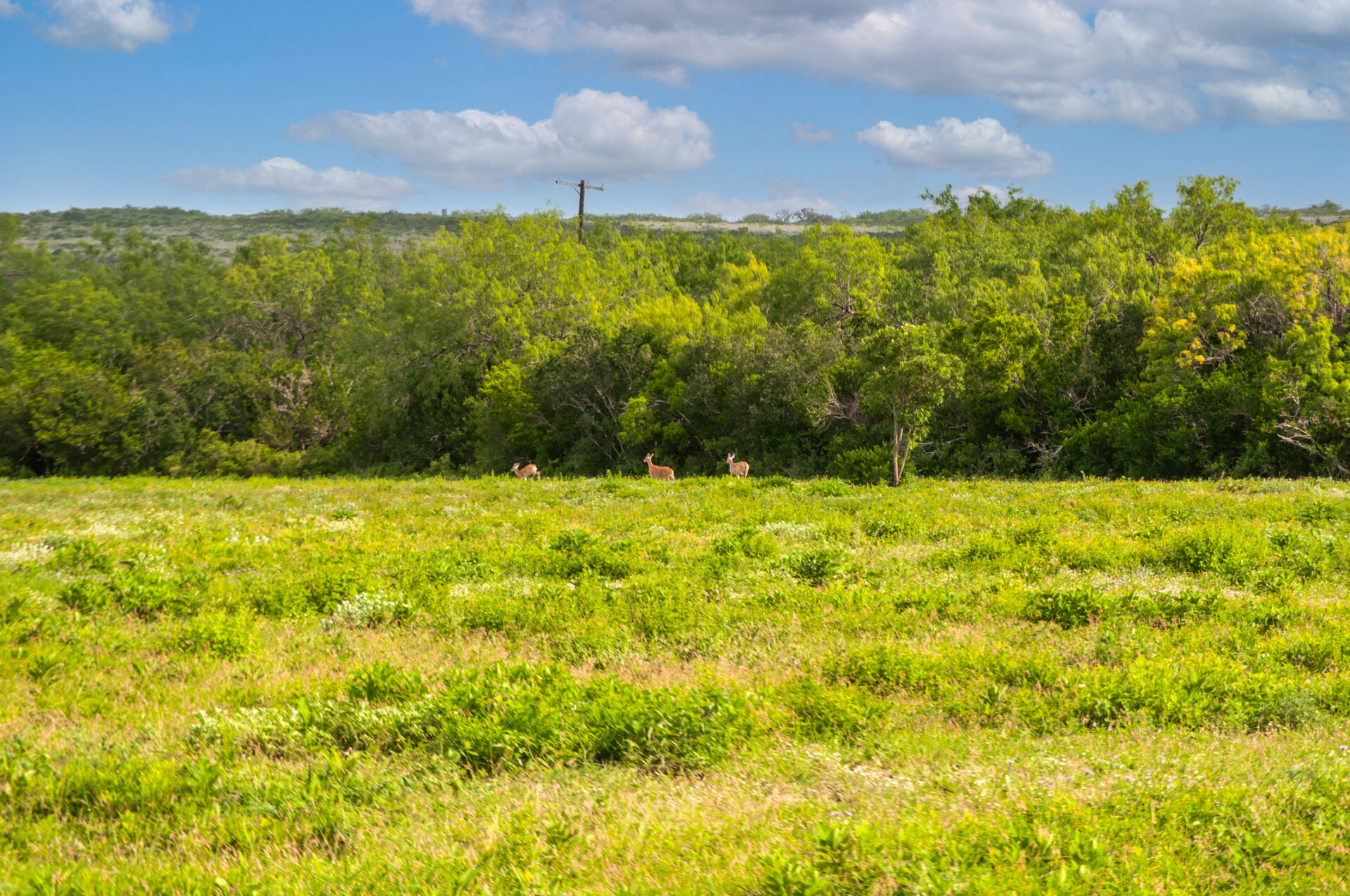 » Lago Vista Ranch Premier Texas Ranch Real Estate Broker Bluestem
