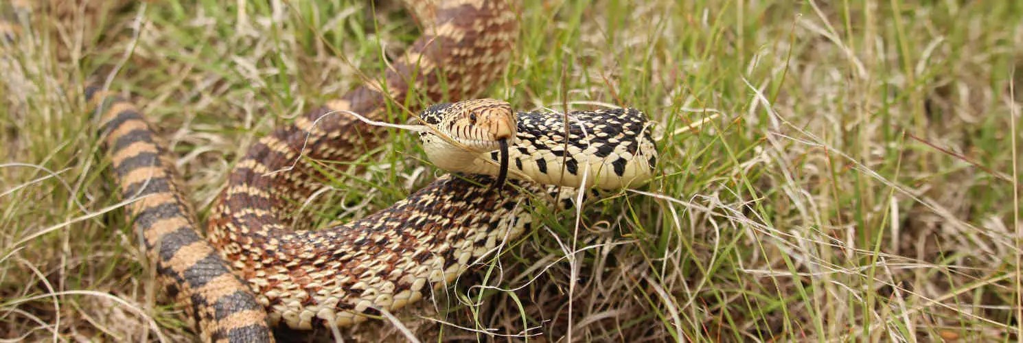 Snake Removal Services Littleton, CO Rattlesnakes, Gopher Snakes & more