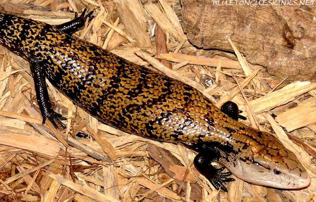 The Indonesian Blue Tongue Skink - Bluetongueskinks.net
