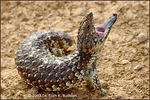 The Shingleback Blue Tongue Skink - Bluetongueskinks.net