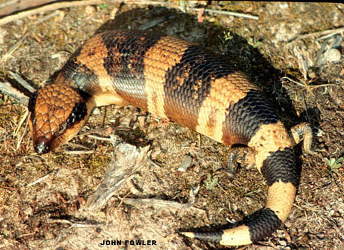 The Western Blue Tongue Skink - Bluetongueskinks.net