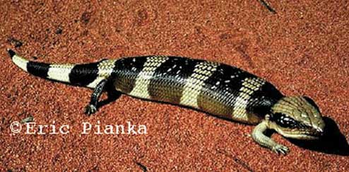 The Western Blue Tongue Skink - Bluetongueskinks.net