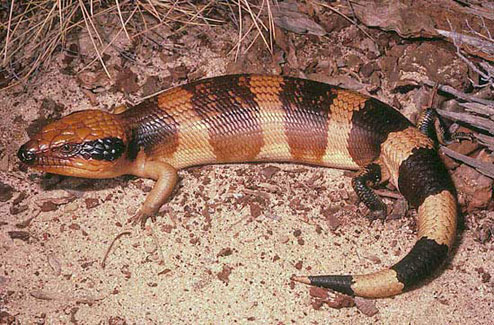 The Western Blue Tongue Skink - Bluetongueskinks.net