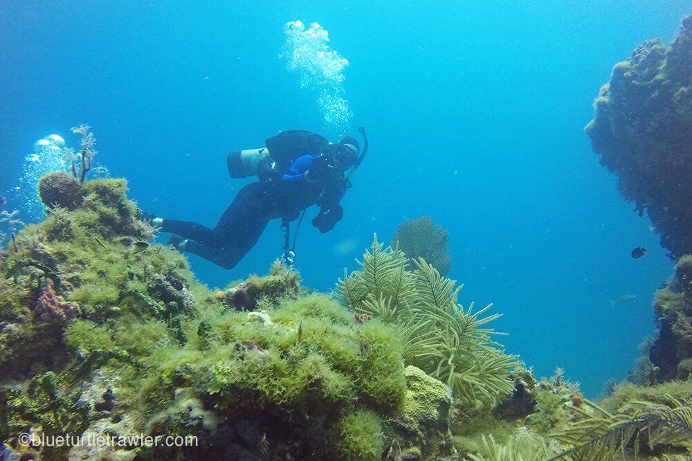 Diving the Dry Tortugas Blue Turtle Cruising