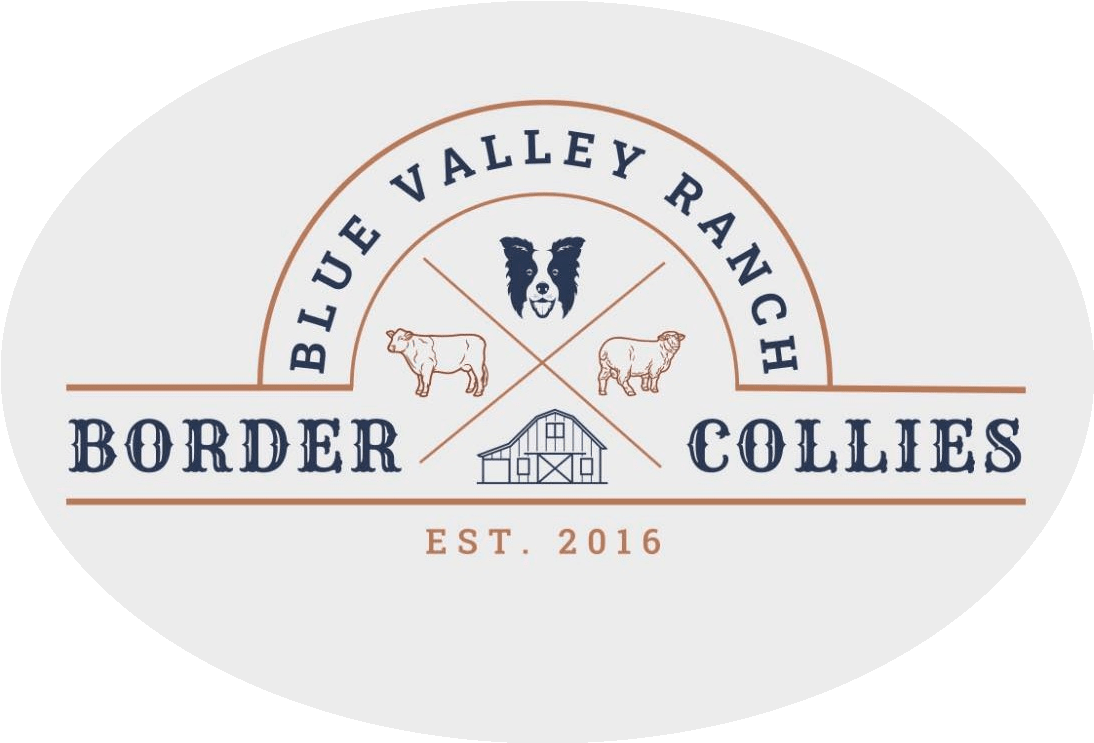 BLUE VALLEY RANCH BORDER COLLIE STUD Bred to the highest of standards