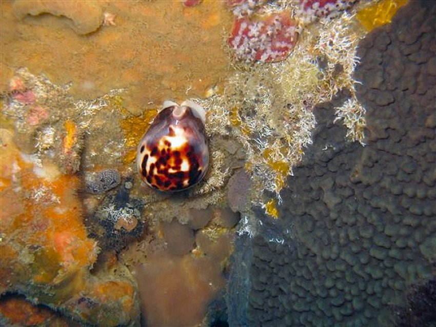 Shells Alive Bluewater Coast Marine Specimens