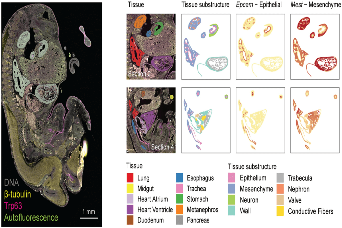 serviceIn Situ Hybridization Bluewave Bio