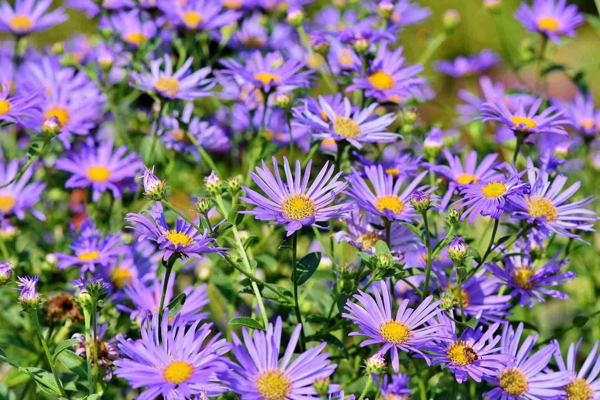 Guide to Growing Aster Plants