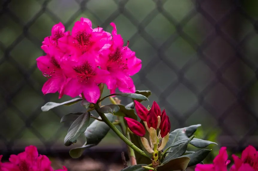 Plants and Vegetables that are Toxic to Dogs